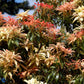 Bilde av Pieris Forest Flame-Spanne Plantesalg