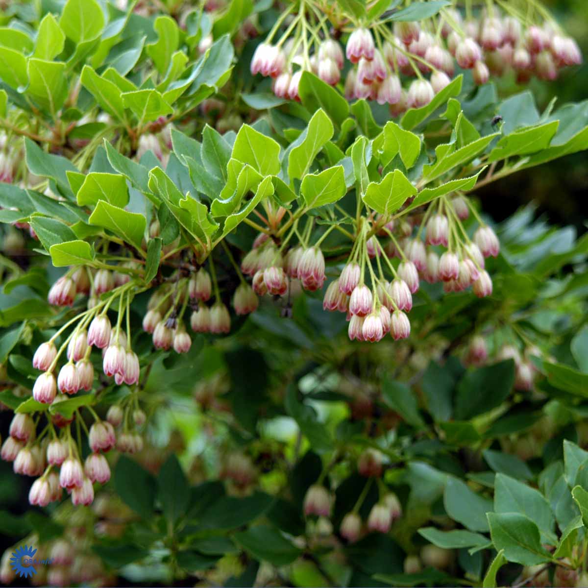 Bilde av Enkianthus camp. 'Pagode'-Spanne Plantesalg