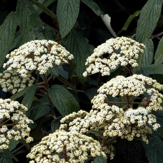 Bilde av Viburnum Rhytidophyllum-Spanne Plantesalg