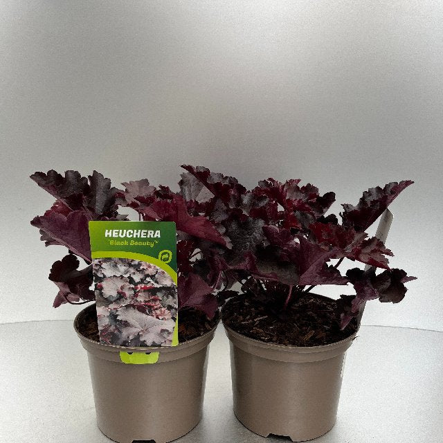 Bilde av Heuchera Black Beauty-Spanne Plantesalg