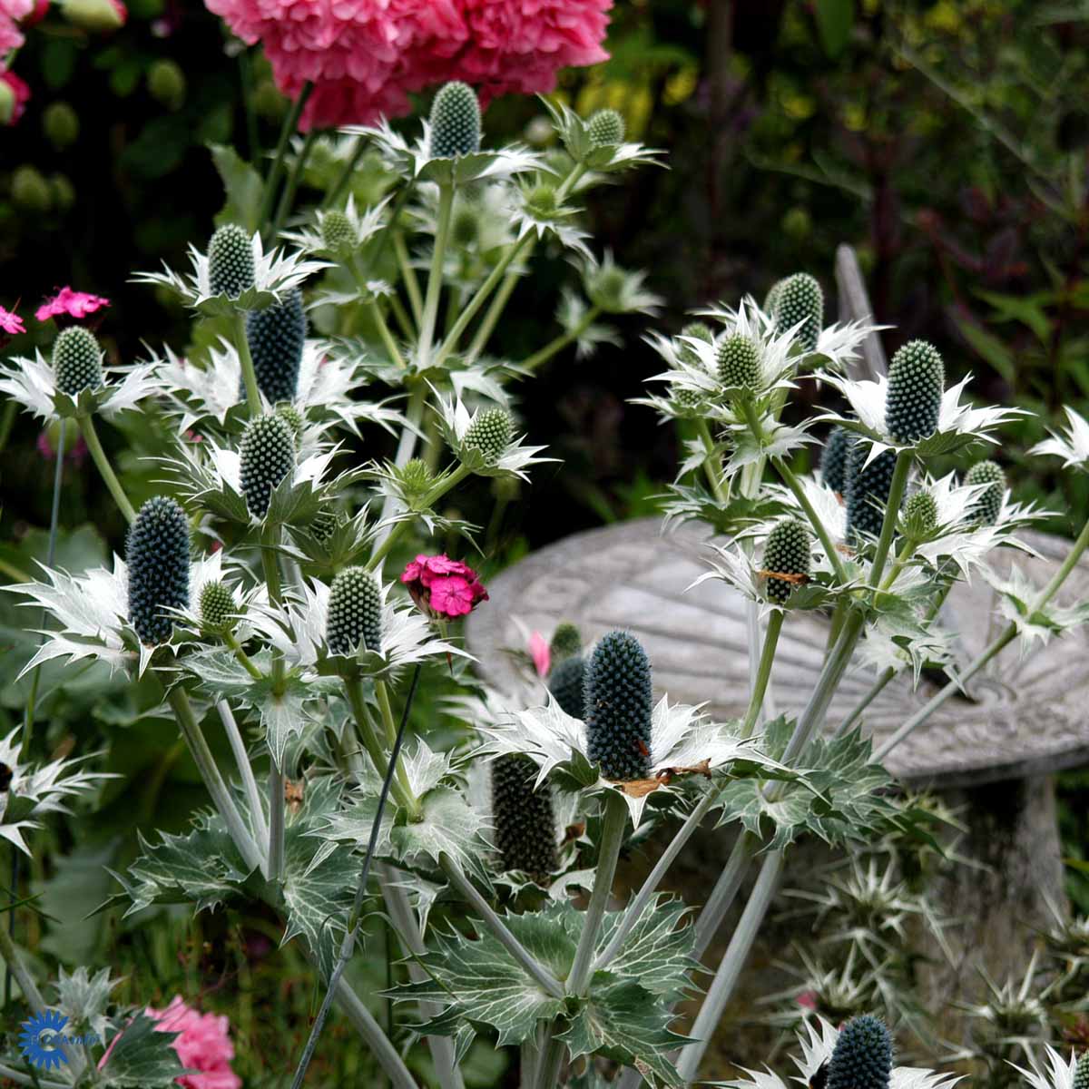 Bilde av Eryngium giganteum-Spanne Plantesalg