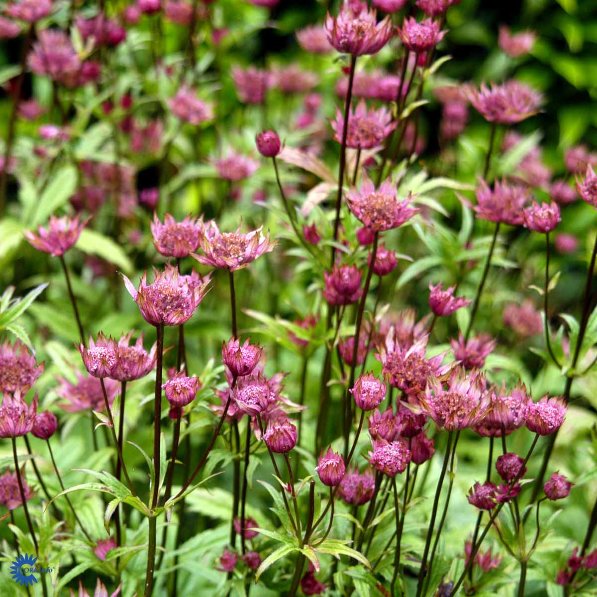 Bilde av Astrantia Major Rubra-Spanne Plantesalg