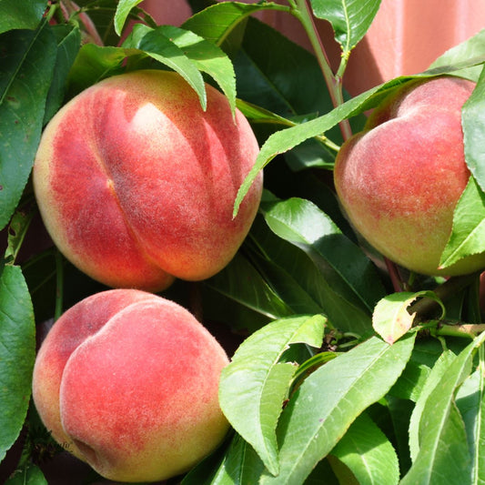 Bilde av Prunus persica 'Flavortop' Nektarin-Spanne Plantesalg