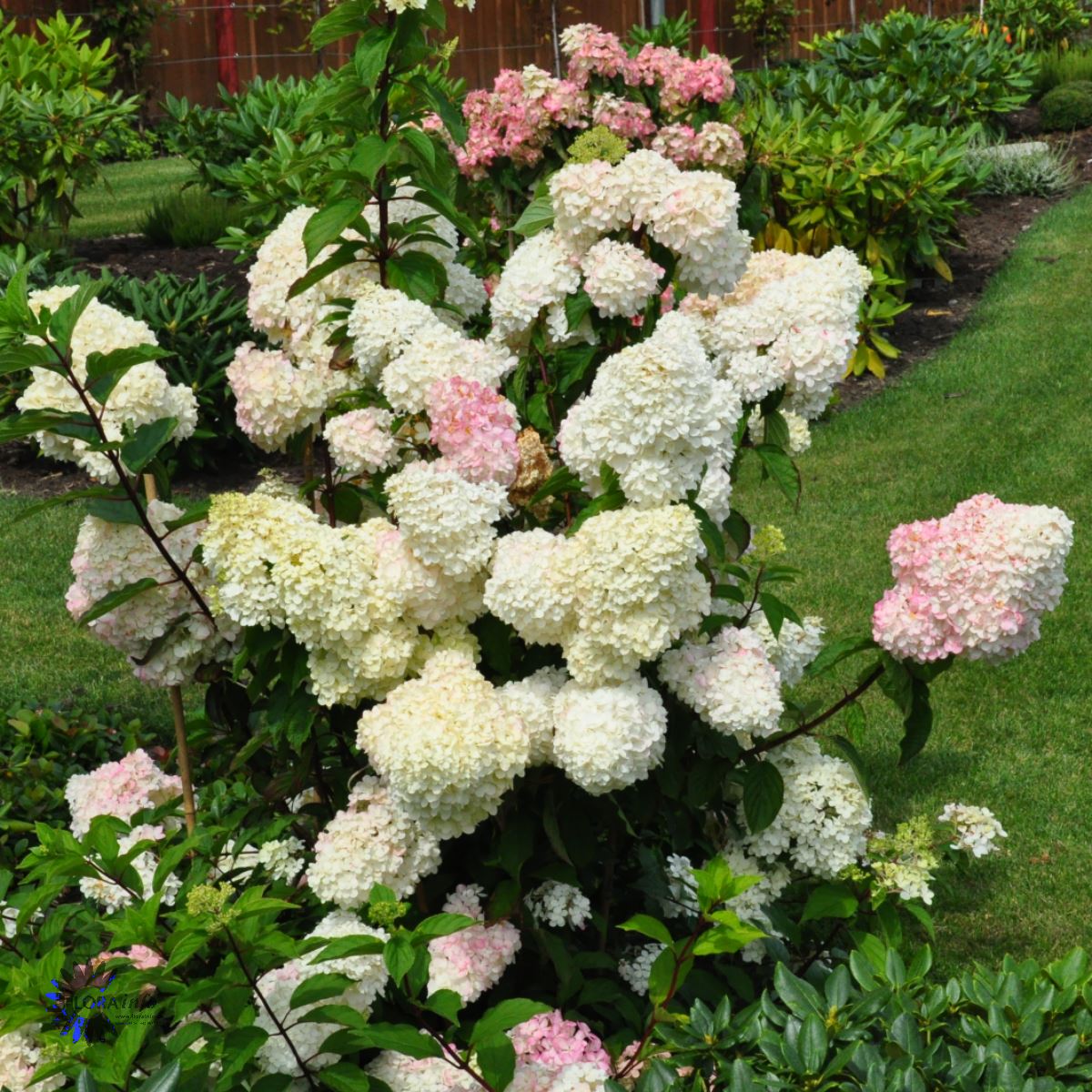 Bilde av Hydrangea pan. 'Vanille Fraise' 60cm st.-Spanne Plantesalg