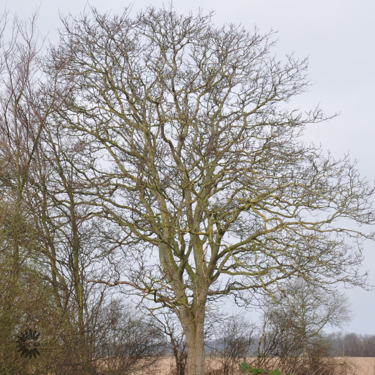 Bilde av Juglans regia-Spanne Plantesalg