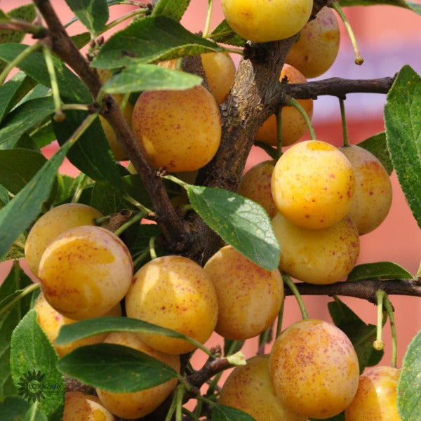 Bilde av Prunus d. 'Mirabelle de Nancy'-Spanne Plantesalg