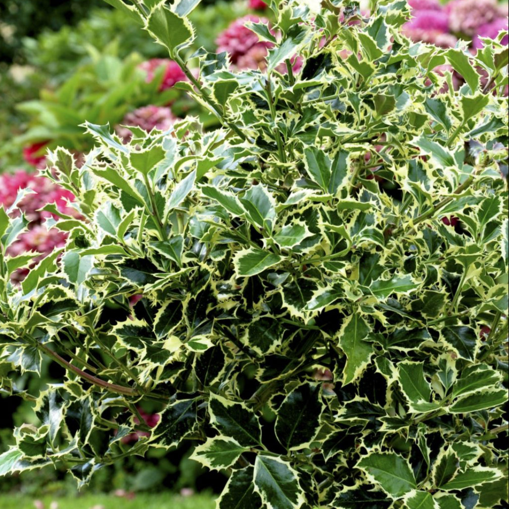 Bilde av Ilex aq. 'Argentea Marginata'-Spanne Plantesalg