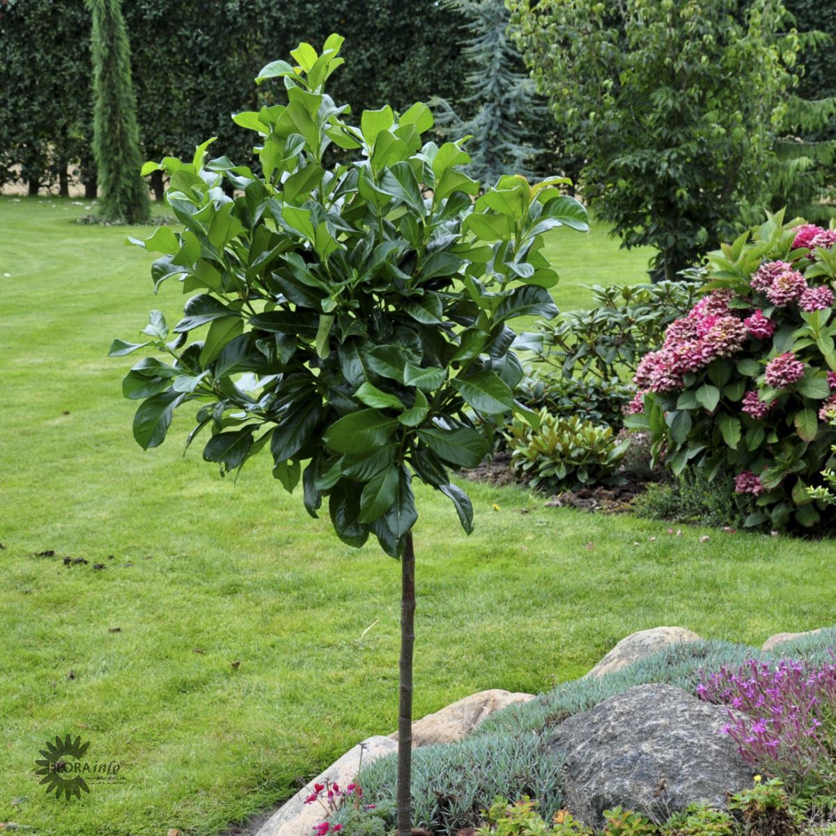 Bilde av Prunus l. 'Etna' 120cm stamme-Spanne Plantesalg