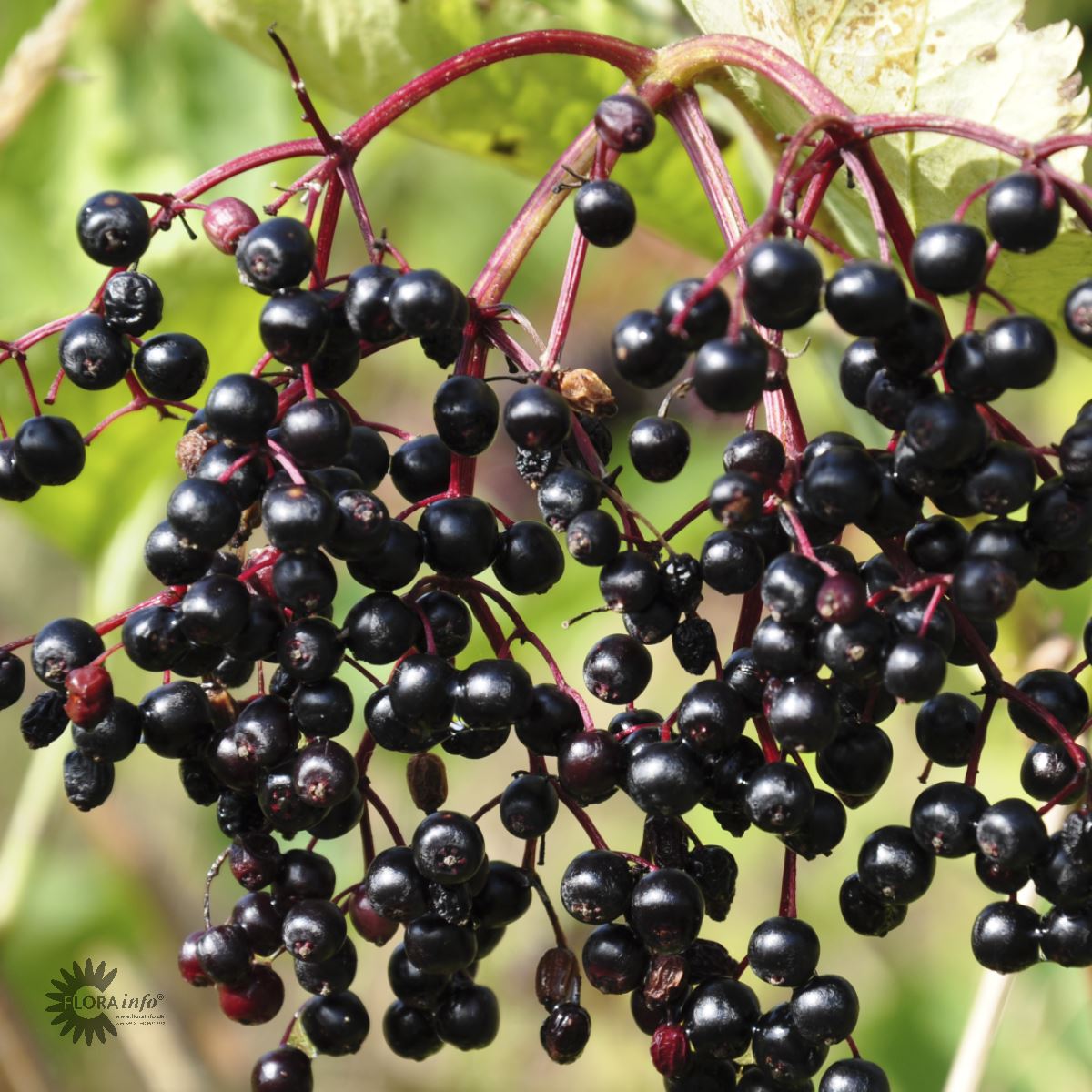 Bilde av Sambucus Nigra-Spanne Plantesalg