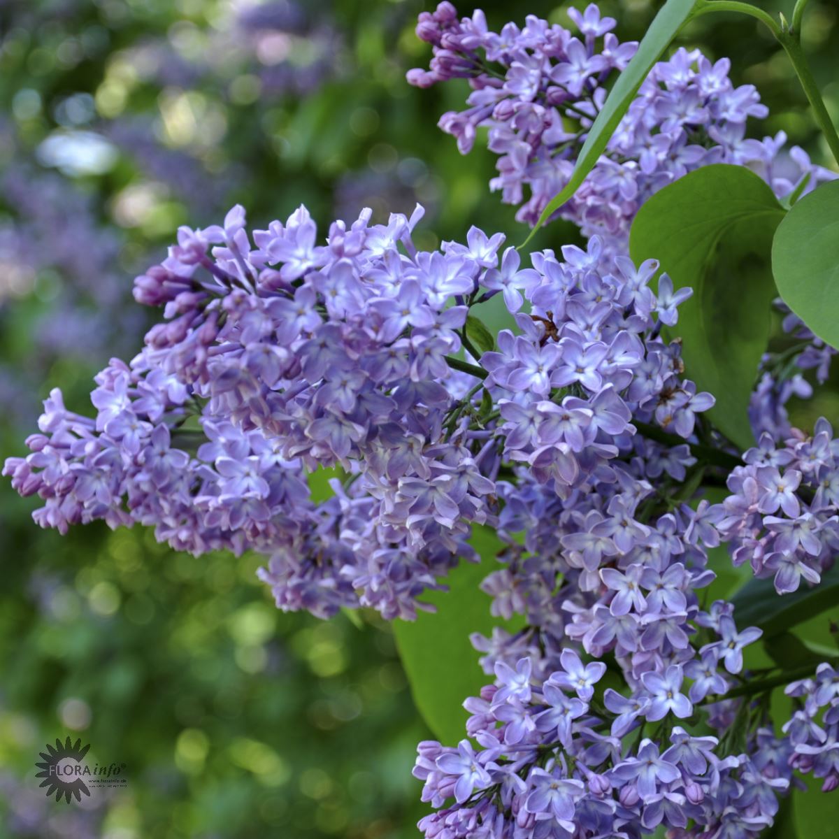 Bilde av Syringa vulgaris-Spanne Plantesalg