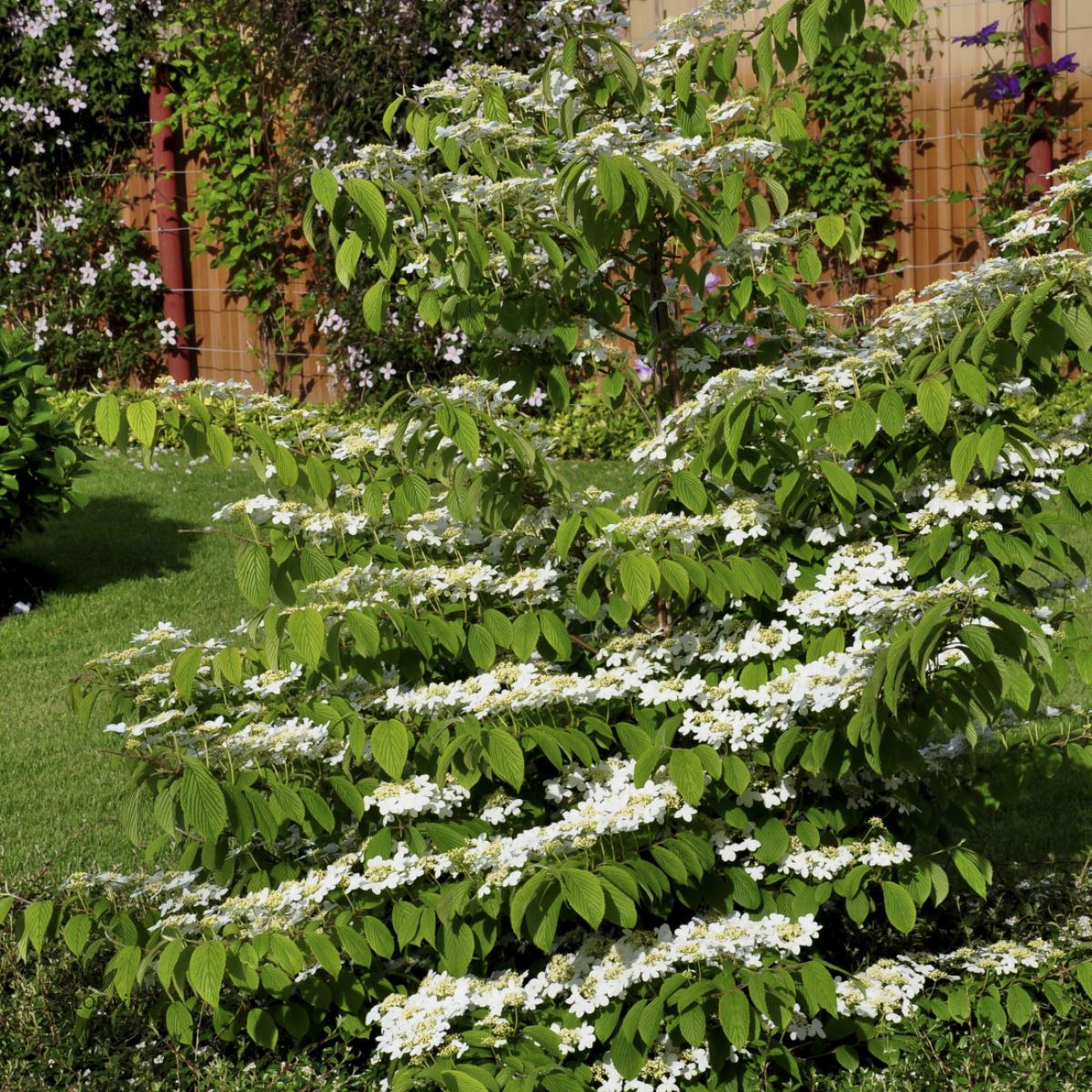 Bilde av Viburnum Plicatum Kilimandjaro-Spanne Plantesalg