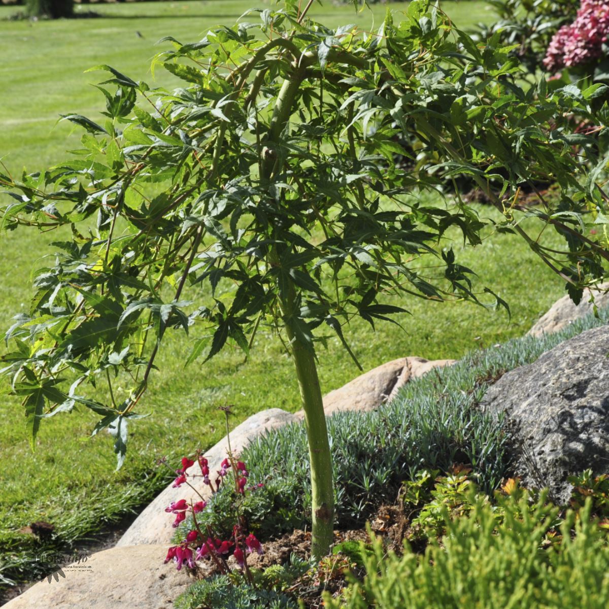 Bilde av Acer palmatum 'Ryusen'-Spanne Plantesalg