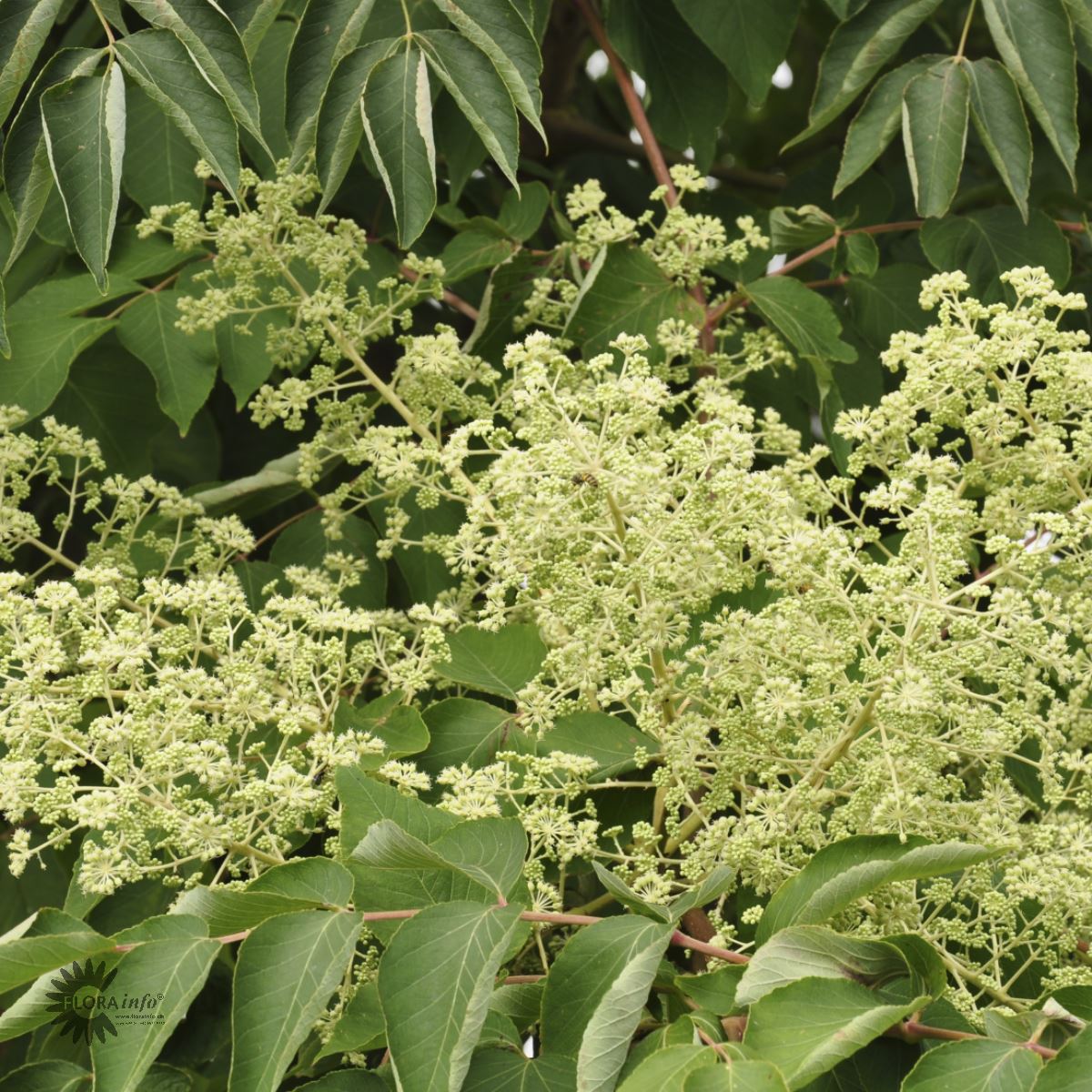 Bilde av Aralia elata-Spanne Plantesalg