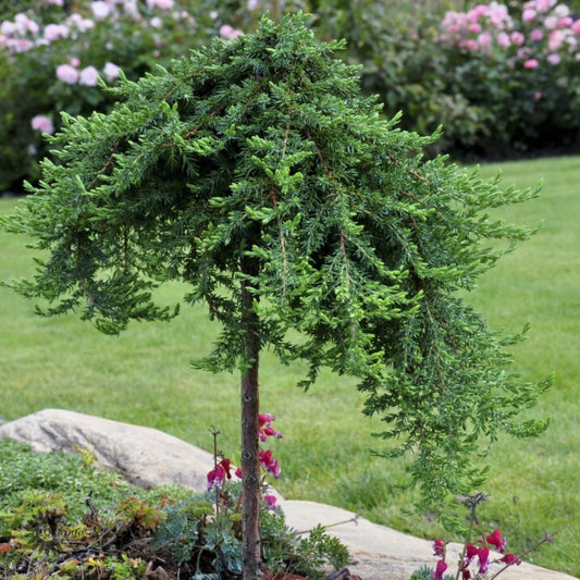 Bilde av Juniperus com. ´Green Mantle´-Spanne Plantesalg