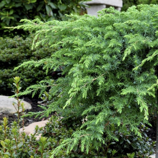 Bilde av Juniperus conferta 'Schlager'-Spanne Plantesalg