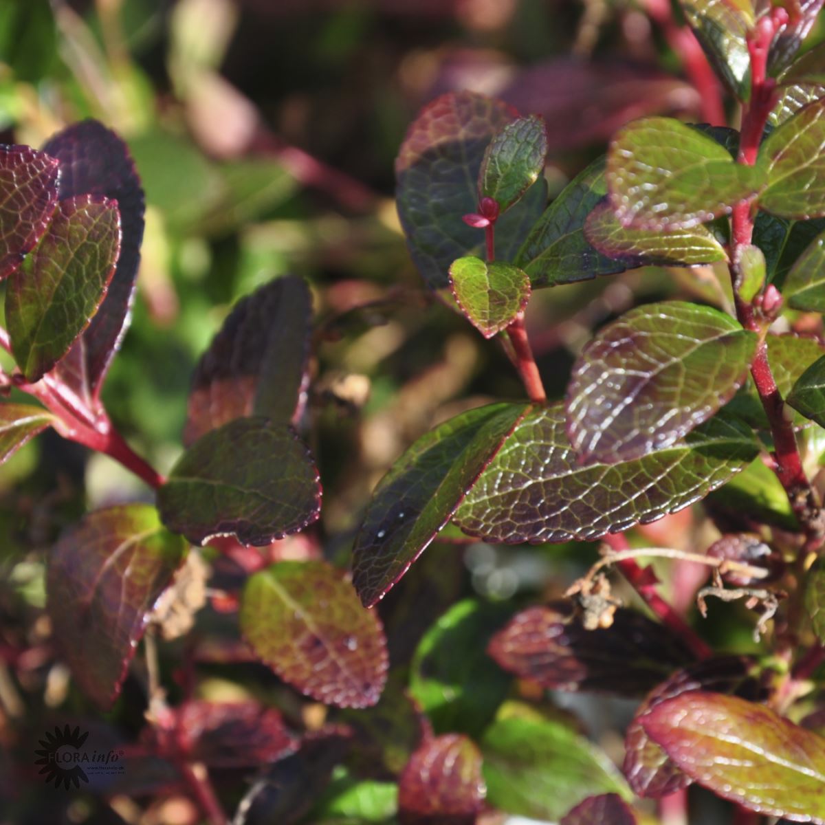 Bilde av Gaultheria miqueliana-Spanne Plantesalg