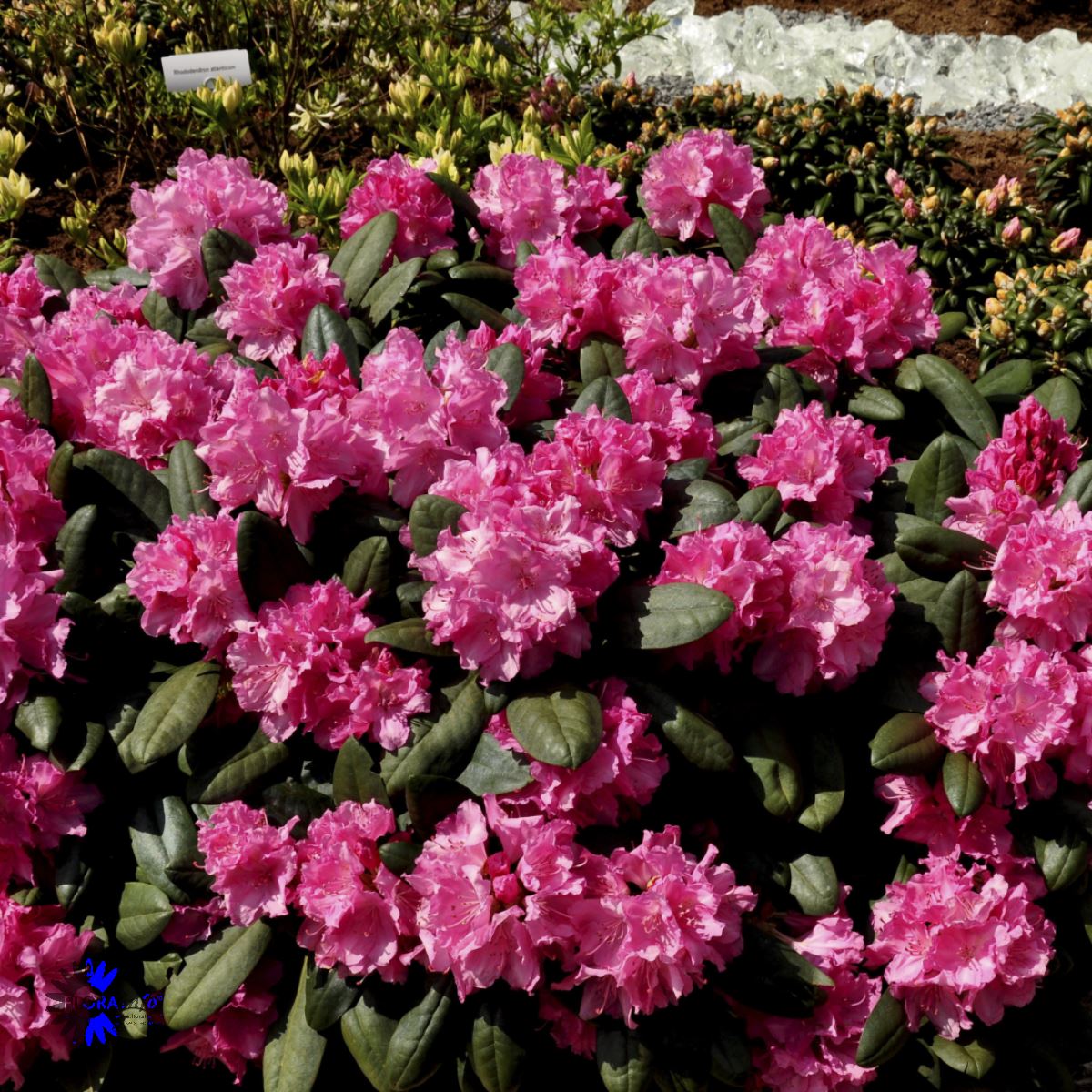 Bilde av Rhododendron yak. Lumina-Spanne Plantesalg