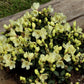 Bilde av Rhododendron (K) 'Wren'-Spanne Plantesalg