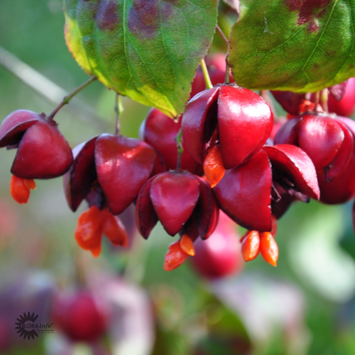 Bilde av Euonymus alatus-Spanne Plantesalg