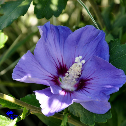 Bilde av Hibiscus Syriacus Marina-Spanne Plantesalg