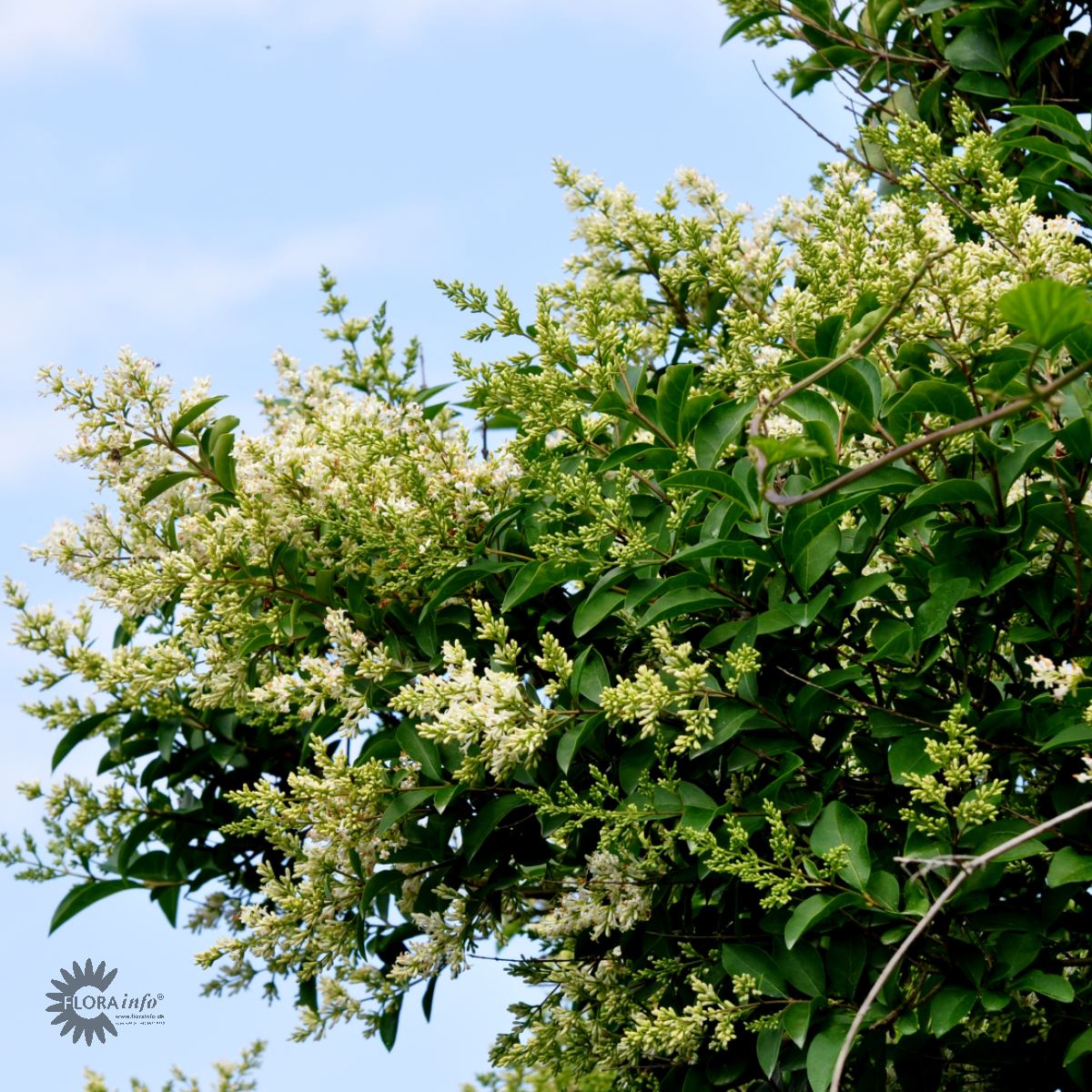 Bilde av Ligustrum ovalifolium-Spanne Plantesalg