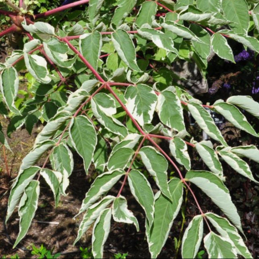 Bilde av Aralia elata 'Variegata'-Spanne Plantesalg