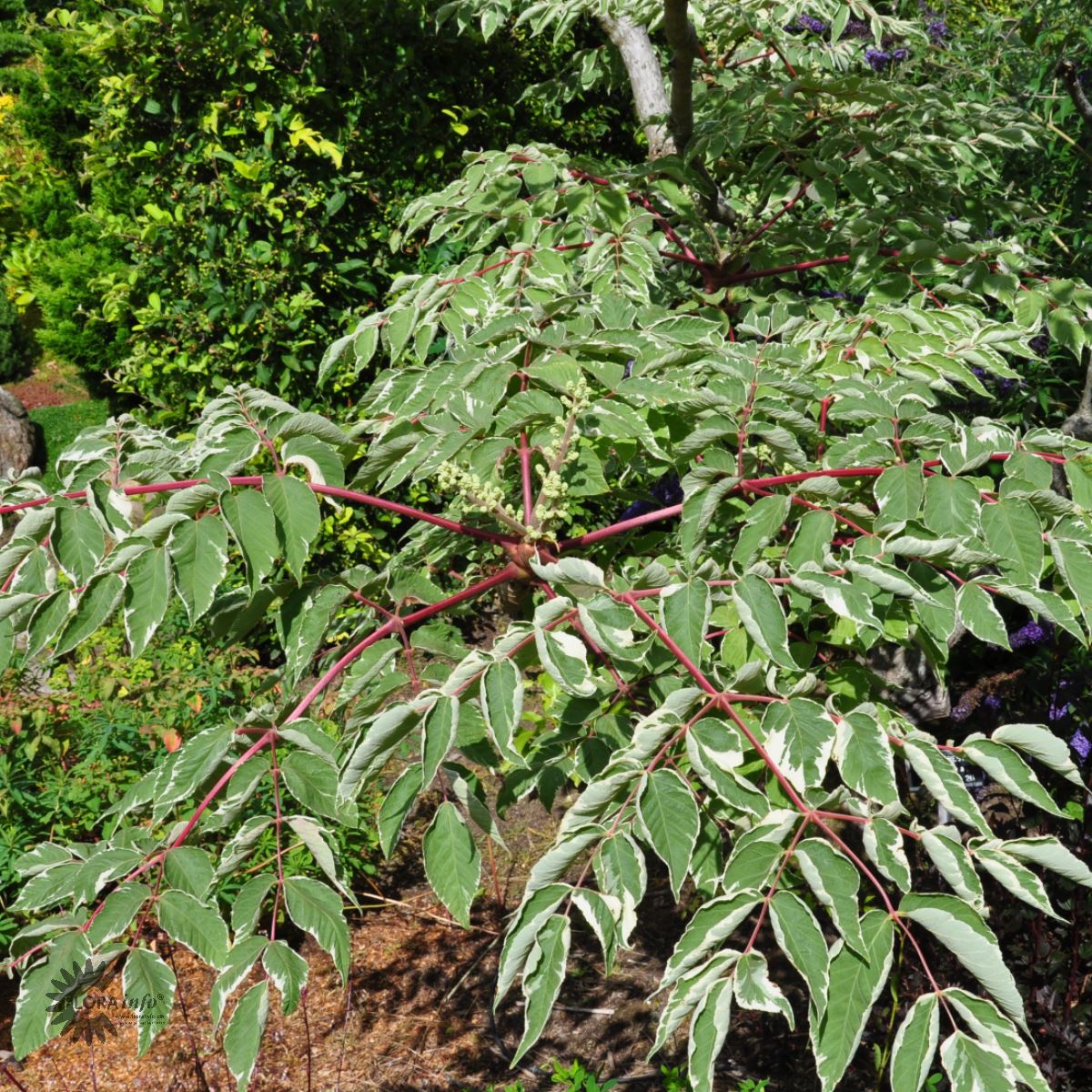 Bilde av Aralia elata 'Variegata'-Spanne Plantesalg