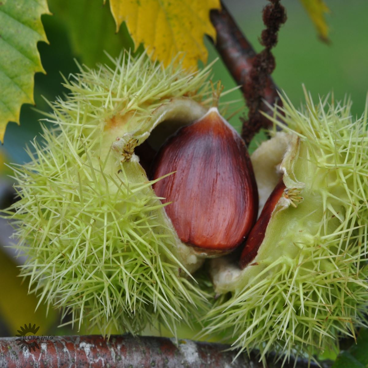 Bilde av Castanea Sativa /Ekte Kastanje-Spanne Plantesalg