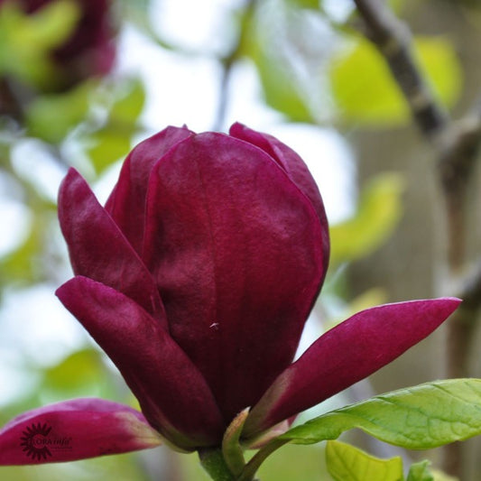 Bilde av Magnolia 'Genie'®-Spanne Plantesalg