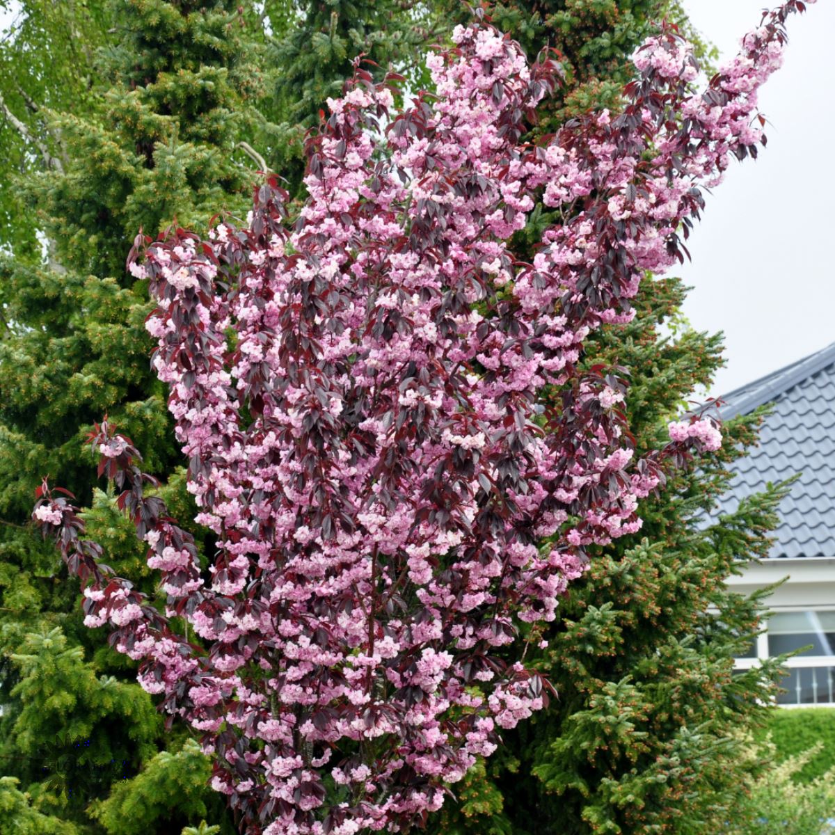 Bilde av Prunus Serrulata Royal Burgundy Str 24Cm-Spanne Plantesalg