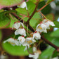 Bilde av Actinidia kolomikta tim-Spanne Plantesalg