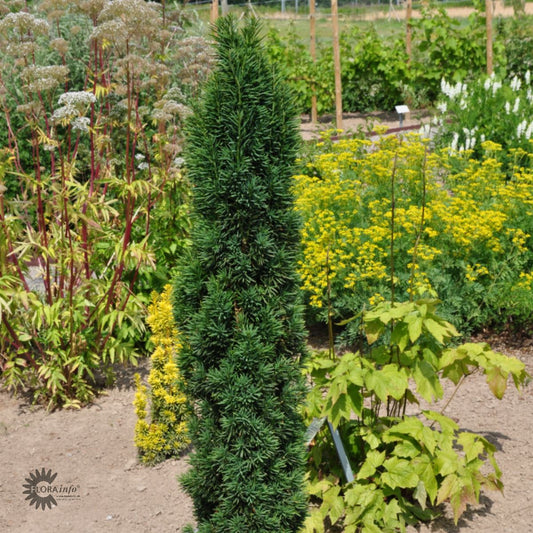 Bilde av Taxus b. 'Fastigiata'-Spanne Plantesalg