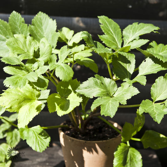 Bilde av Angelica archangelica-Spanne Plantesalg