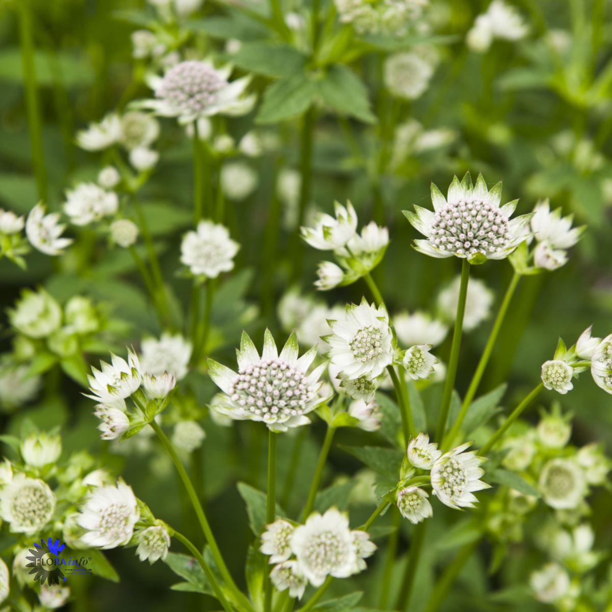 Bilde av Astrantia Major Star Of Billion-Spanne Plantesalg