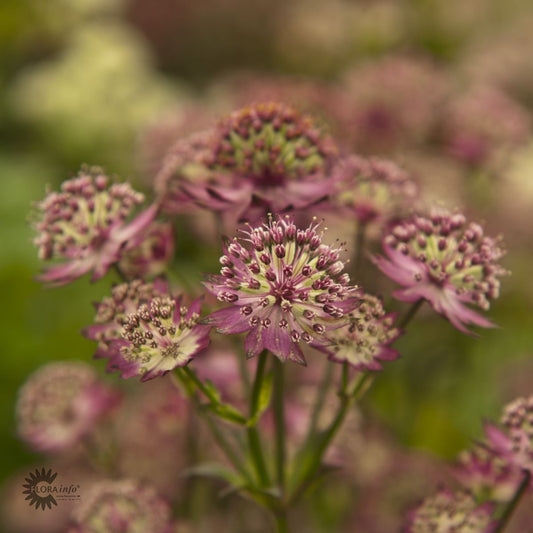 Bilde av Astrantia Major Star Of Passion-Spanne Plantesalg