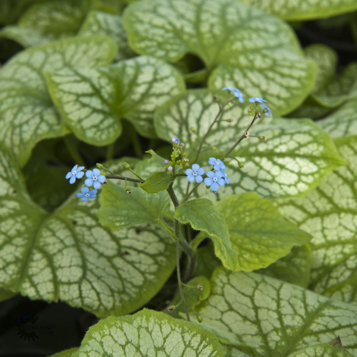 Bilde av Brunnera macr. 'Jack Frost'-Spanne Plantesalg