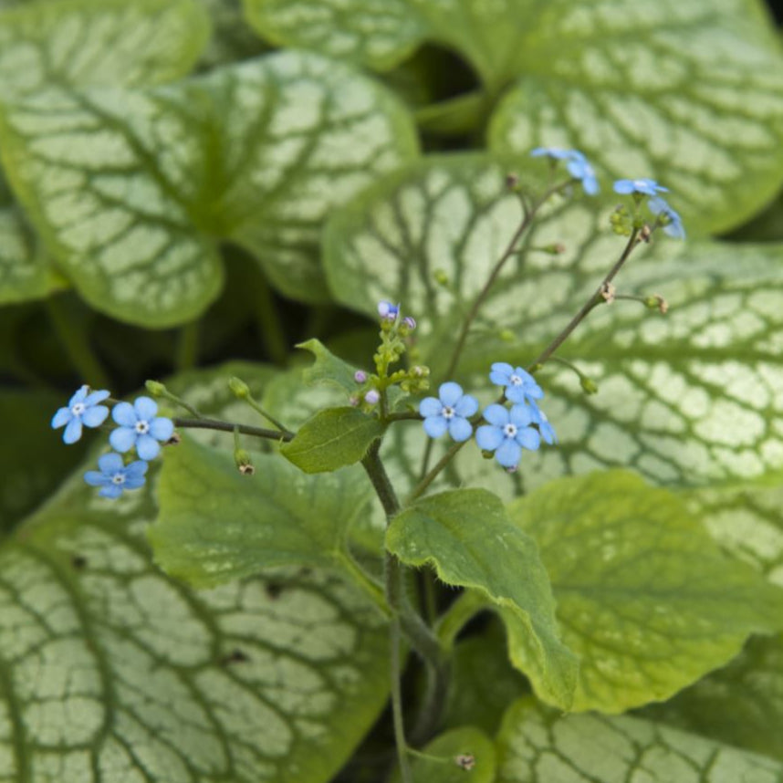 Bilde av Brunnera Macr. Jack Frost®-Spanne Plantesalg