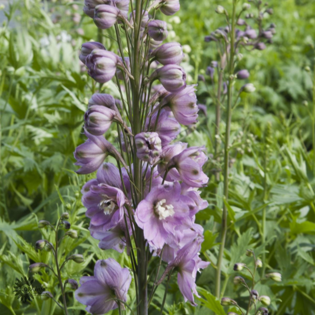 Bilde av Delphinium (P) 'Astolat'-Spanne Plantesalg