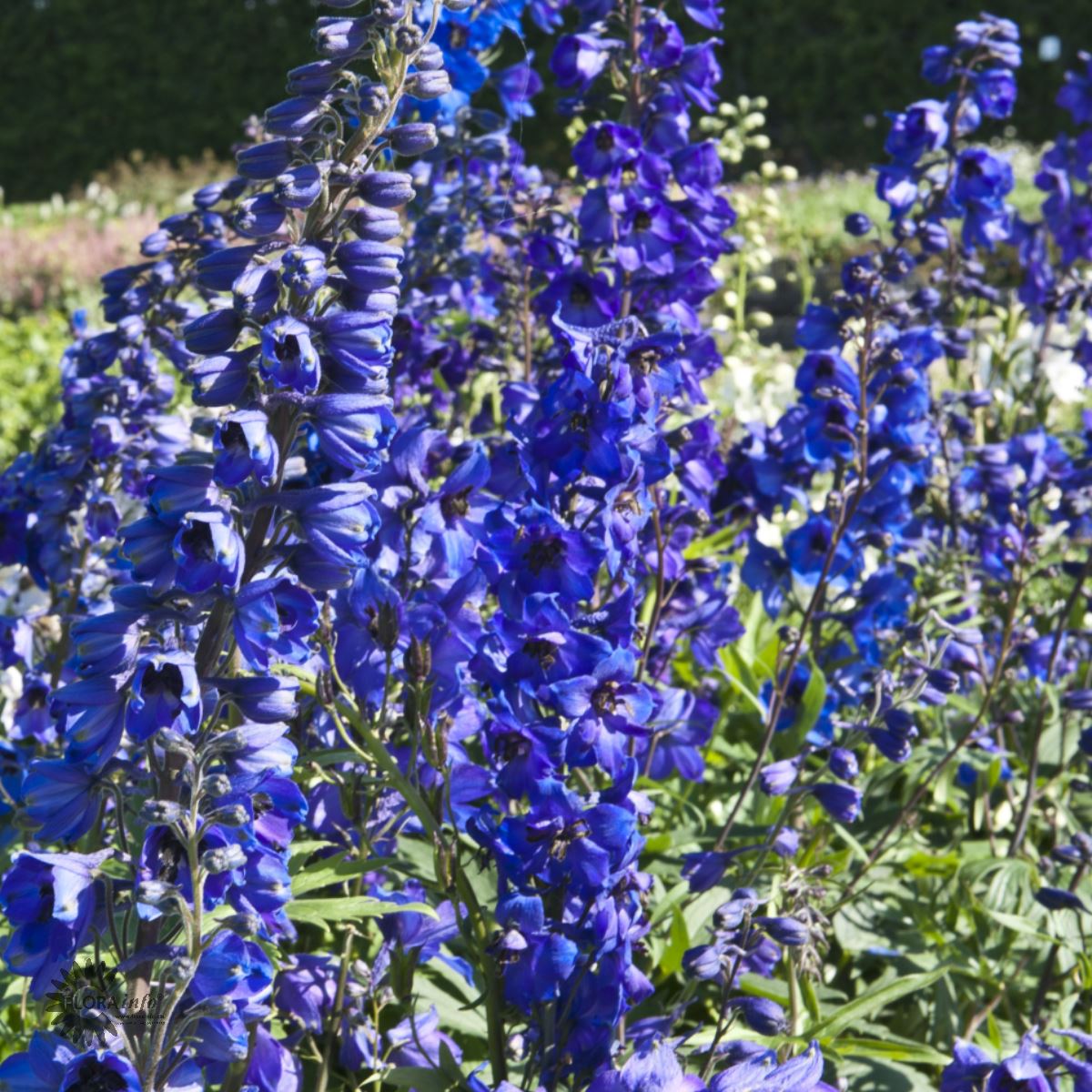 Bilde av Delphinium (P) 'Black Knight'-Spanne Plantesalg