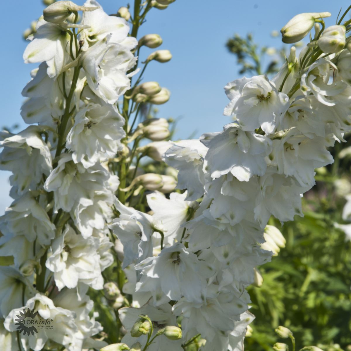 Bilde av Delphinium (P) 'Galahad'-Spanne Plantesalg