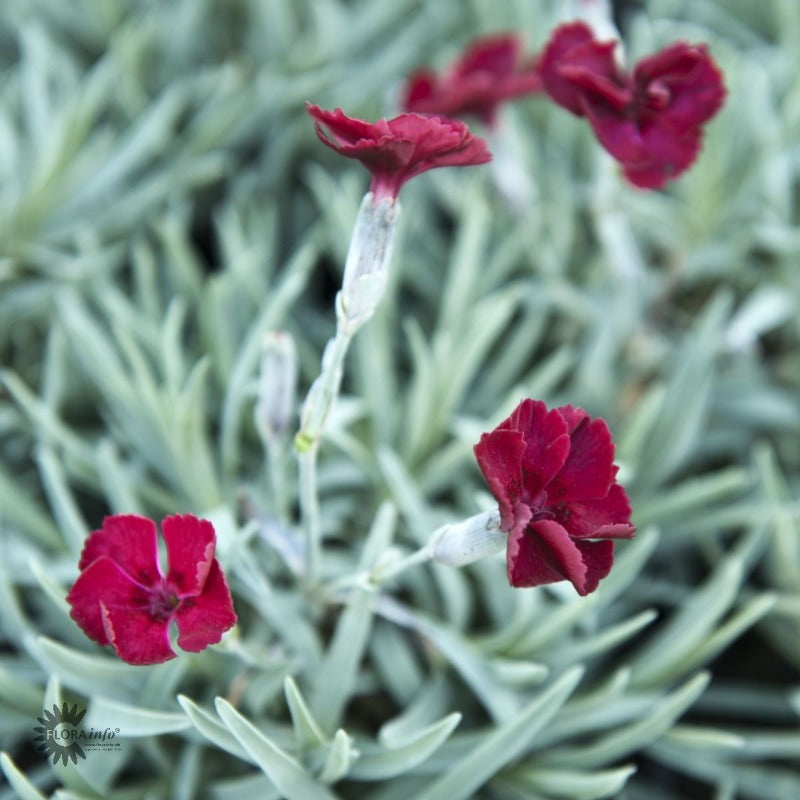 Bilde av Dianthus grat. 'Rubin'-Spanne Plantesalg