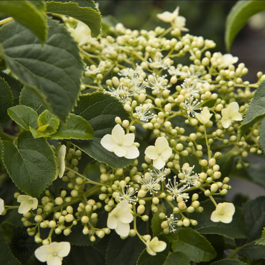 Bilde av Hydrangea petiolaris-Spanne Plantesalg