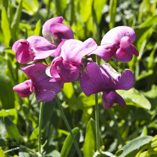 Bilde av Lathyrus latifolius 'Pink Pearl'-Spanne Plantesalg