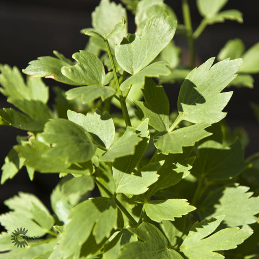 Bilde av Levisticum officinale-Spanne Plantesalg