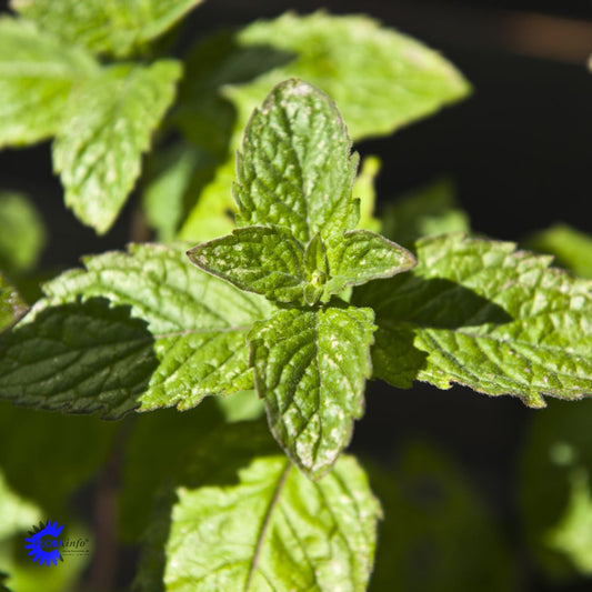 Bilde av MYNTE 'GRAPEFRUIT'-Spanne Plantesalg