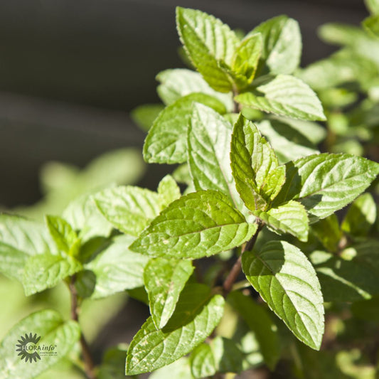 Bilde av Mentha piperita 'Peppermint'-Spanne Plantesalg