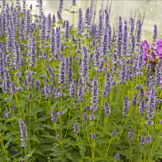 Bilde av Agastache 'Blue Fortune'-Spanne Plantesalg