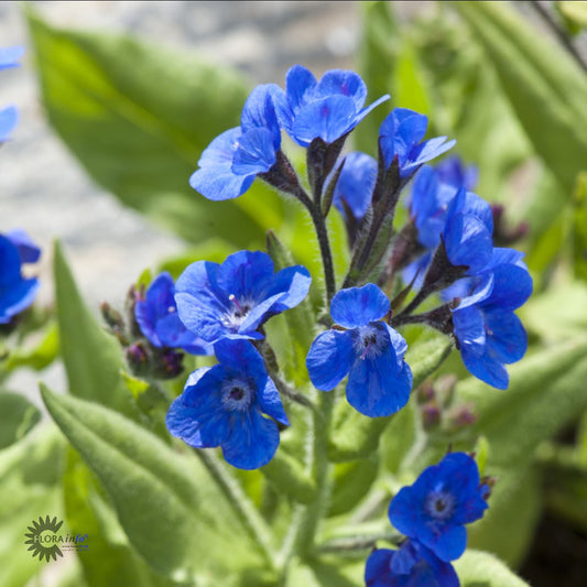 Bilde av Anchusa azurea 'Loddon Royalist'-Spanne Plantesalg