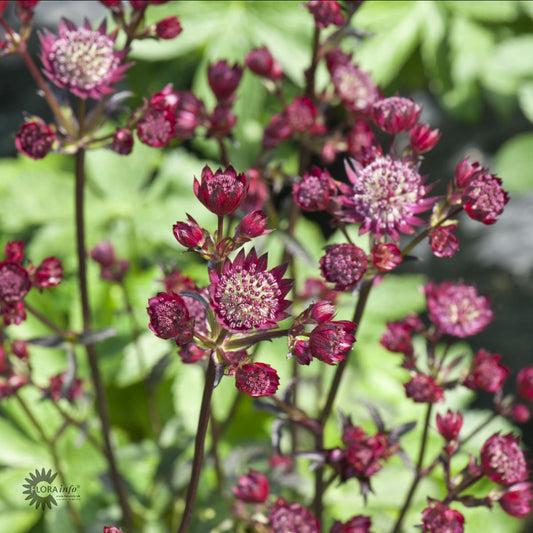 Bilde av Astrantia Major Star Of Love-Spanne Plantesalg