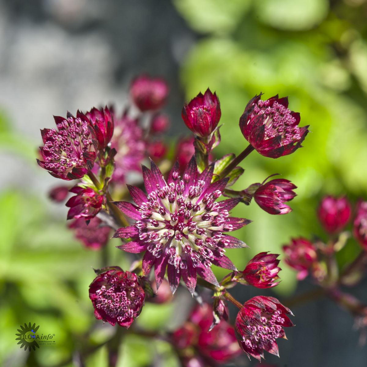 Bilde av Astrantia Major Star Of Love-Spanne Plantesalg